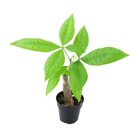 Altman Plants Money Tree indoors by window, enhances a cozy workspace.