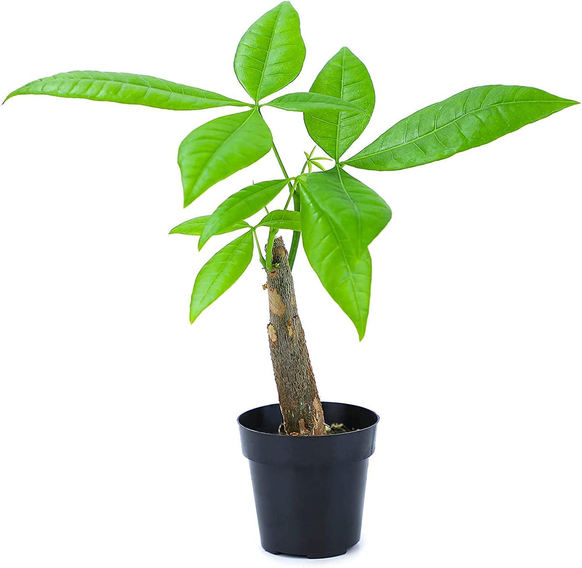 Altman Plants Money Tree with jade-green leaves, ideal for vibrant indoor décor.