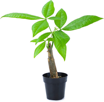 Altman Plants Money Tree with jade-green leaves, ideal for vibrant indoor décor.