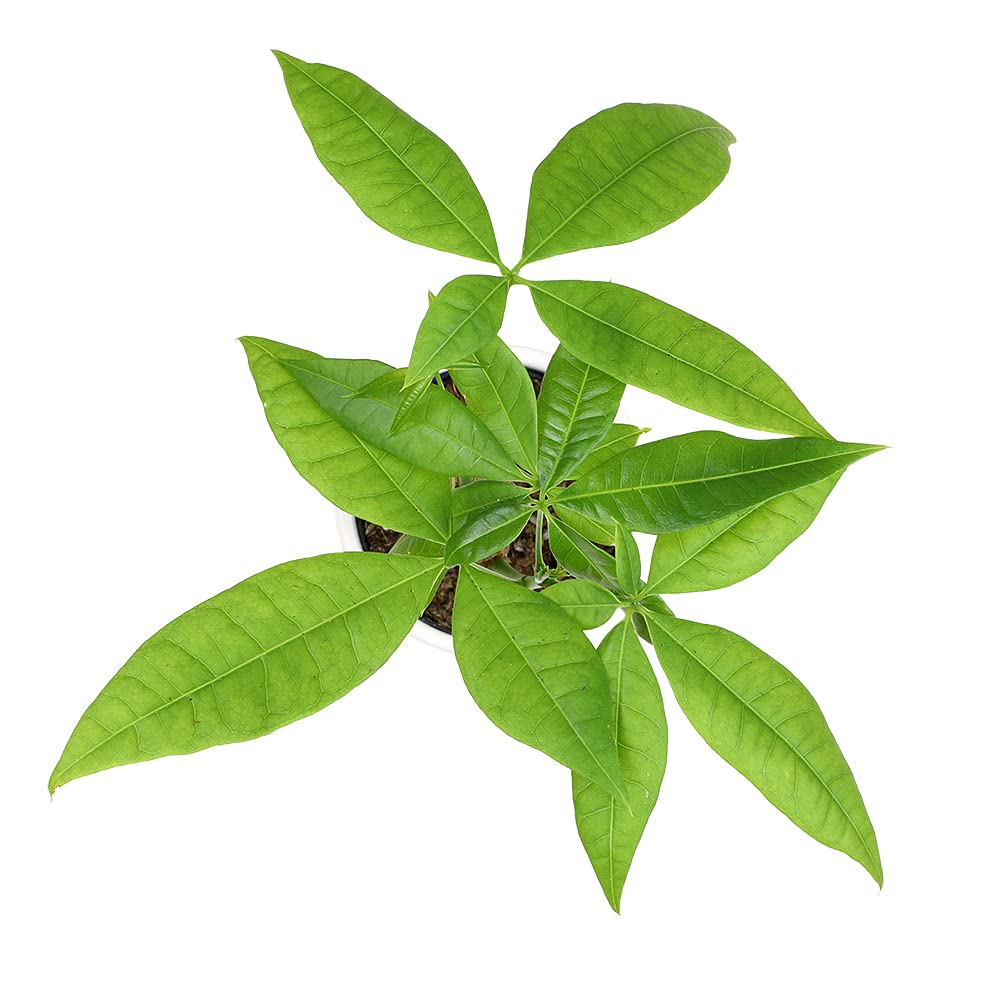 Altman Plants Pachira aquatica leaves, suited for Feng Shui style arrangements.