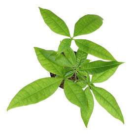 Altman Plants Pachira aquatica leaves, suited for Feng Shui style arrangements.