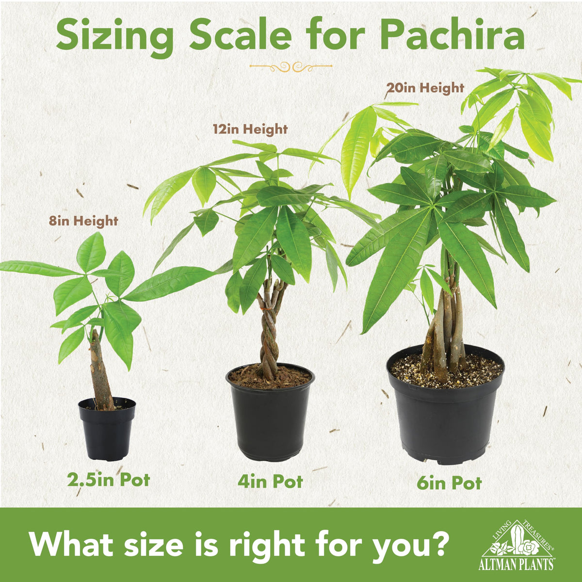 Altman Plants Pachira aquatica trunk close-up showing natural texture for bonsai styling.
