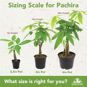 Altman Plants Pachira aquatica trunk close-up showing natural texture for bonsai styling.