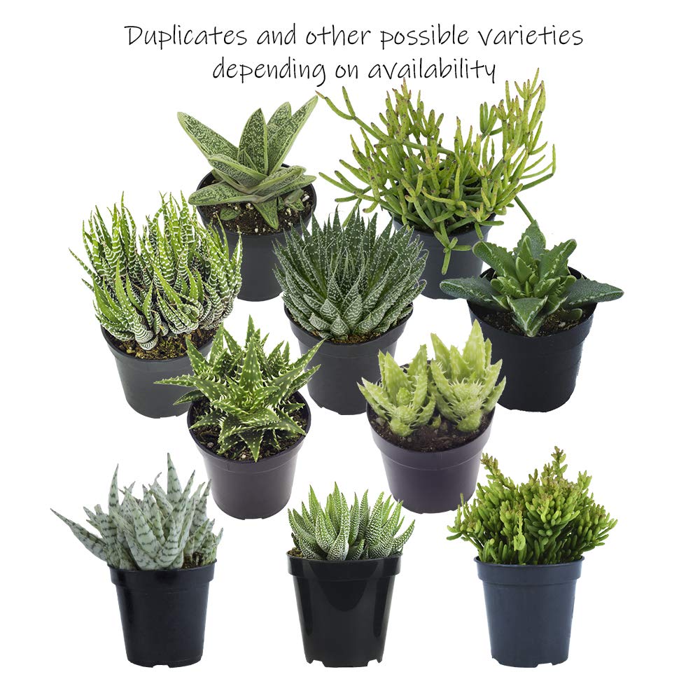 Altman Plants packaged with care to ensure safe, healthy arrival.