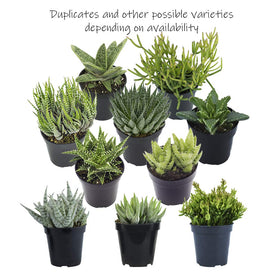 Altman Plants packaged with care to ensure safe, healthy arrival.