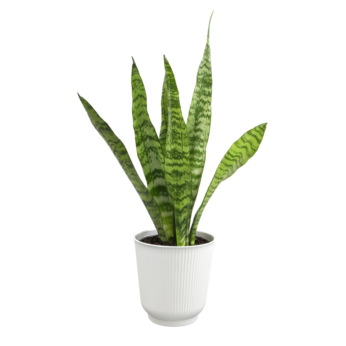 Snake plant in modern white pot on a desk setup for productivity.