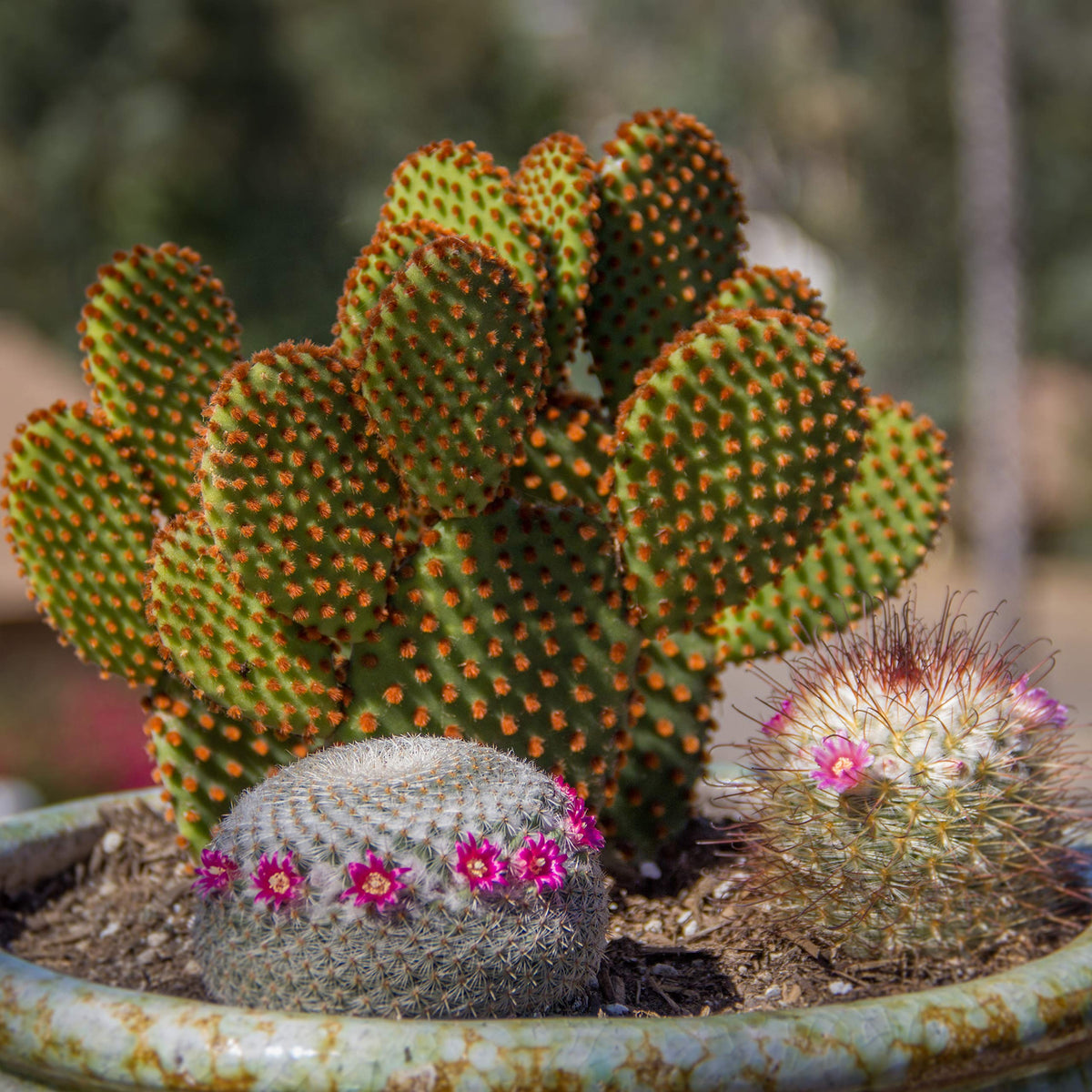 Altman Plants succulent-and-cactus-collection-07: versatile mixed pack for containers.