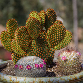 Altman Plants succulent-and-cactus-collection-07: versatile mixed pack for containers.