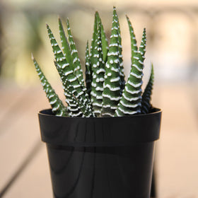 Altman Plants two-and-a-half-inch pots succulents ready to grow with minimal fuss.