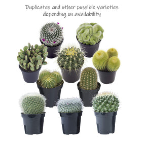Altman Plants healthy-live-arrival-cacti-05: arrive vibrant and ready to pot.