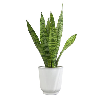 Altman Plants variegated snake plant in white planter adds easy-care decor.