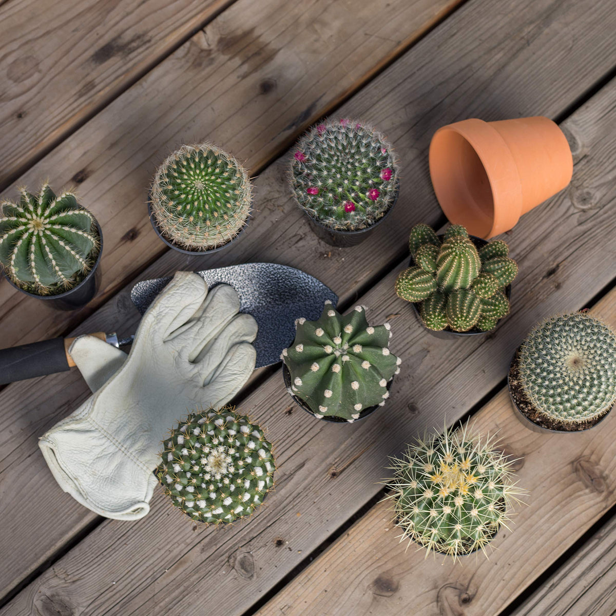 Altman Plants assorted-cactus-starter-kit-03: eye-catching textures for sunny rooms.