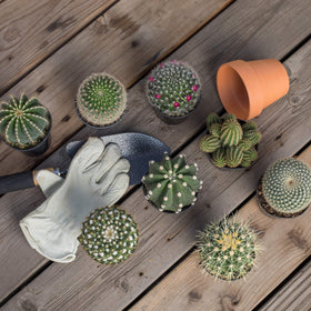 Altman Plants assorted-cactus-starter-kit-03: eye-catching textures for sunny rooms.