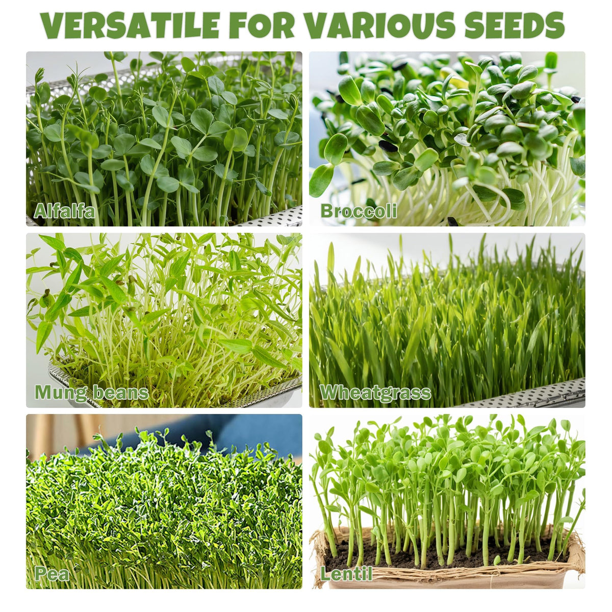 Amarys Hearth 10.6-inch trays offer ample surface area for multiple microgreens.