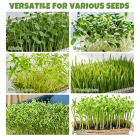 Amarys Hearth 10.6-inch trays offer ample surface area for multiple microgreens.