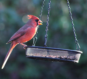 AMAURAS outdoor garden bird feeder decor enhances yard charm while inviting visiting birds.