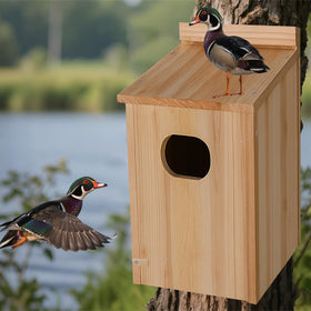 Amcortn duck house in use by hooded mergansers and friends