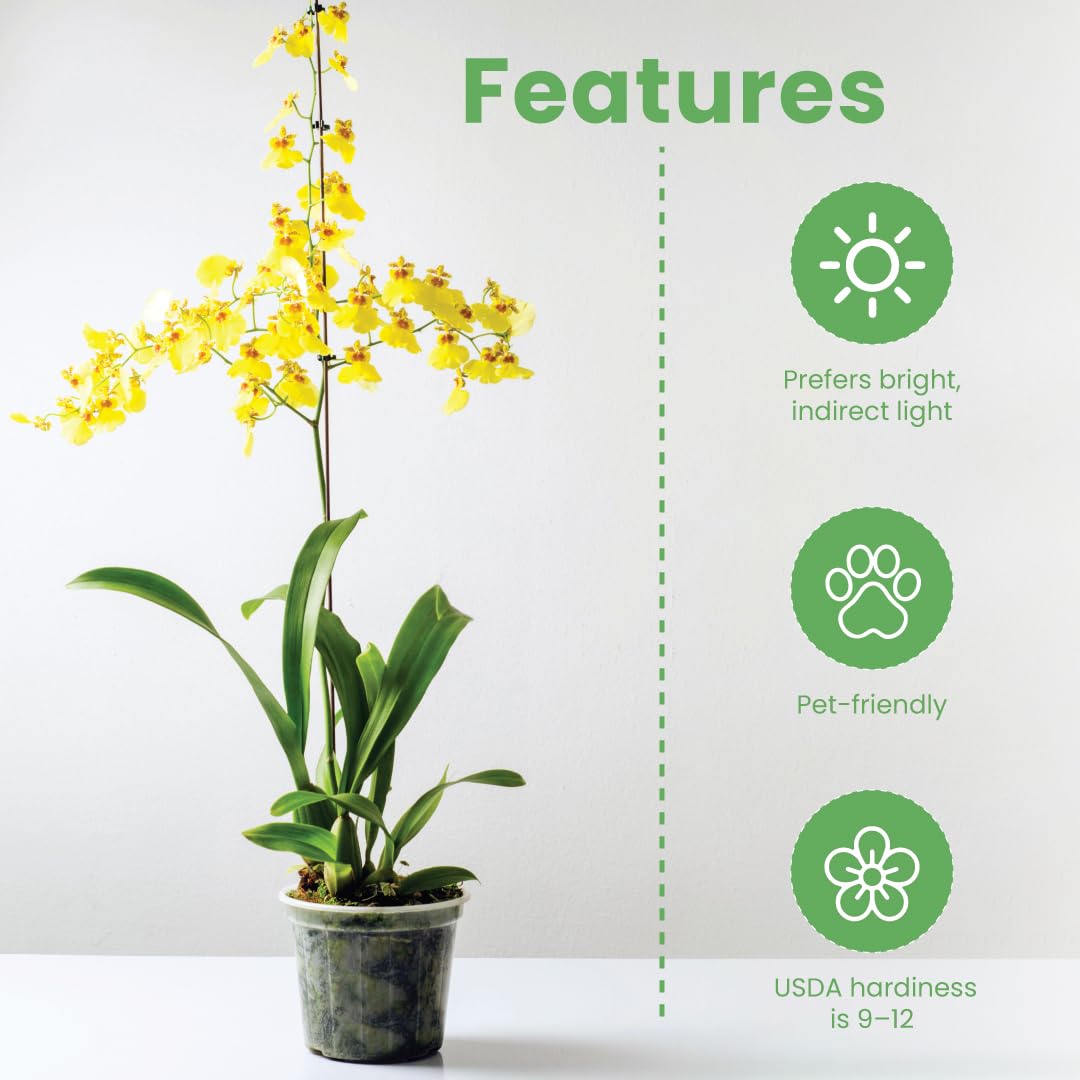 American Plant Exchange tips for acclimating orchid after shipping.