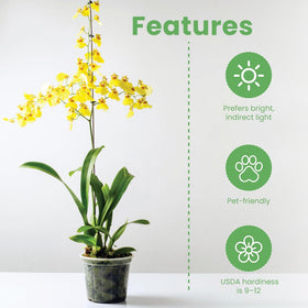 American Plant Exchange tips for acclimating orchid after shipping.