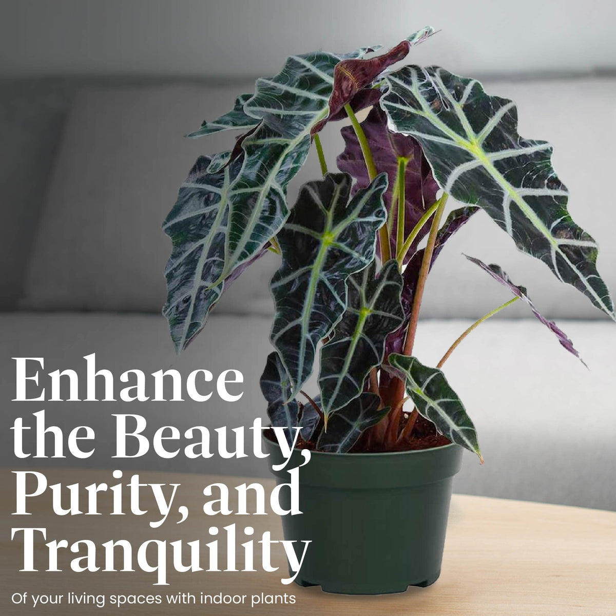 American Plant Exchange Alocasia Polly compact size fits apartments and interiors