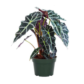 American Plant Exchange Alocasia Polly arrow-shaped leaves add a striking focal point