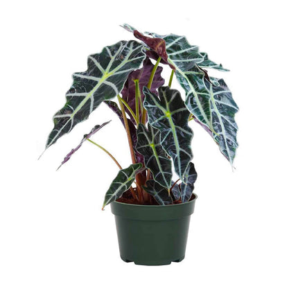 American Plant Exchange Alocasia Polly arrow-shaped leaves add a striking focal point