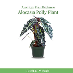American Plant Exchange Alocasia Polly deep green veins enhance tropical depth