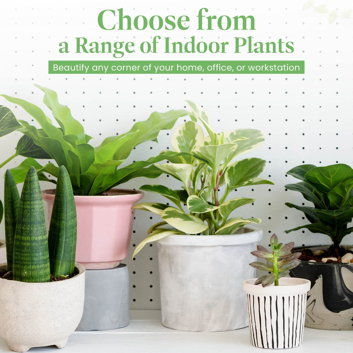 American Plant Exchange Alocasia Polly dramatic leaves provide a natural statement piece