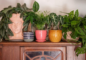 American Plant Exchange Alocasia Polly ornamental plant for bright indirect light