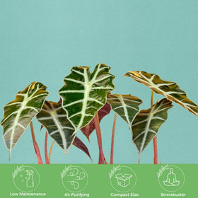 American Plant Exchange Alocasia Polly lush tropical foliage enhances decor