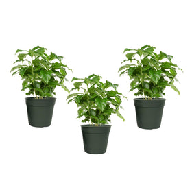 American Plant Exchange Arabica Coffee Plant 3-Pack in 4-inch pots for lush indoor display