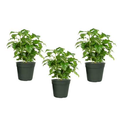 American Plant Exchange Arabica Coffee Plant 3-Pack in 4-inch pots for lush indoor display