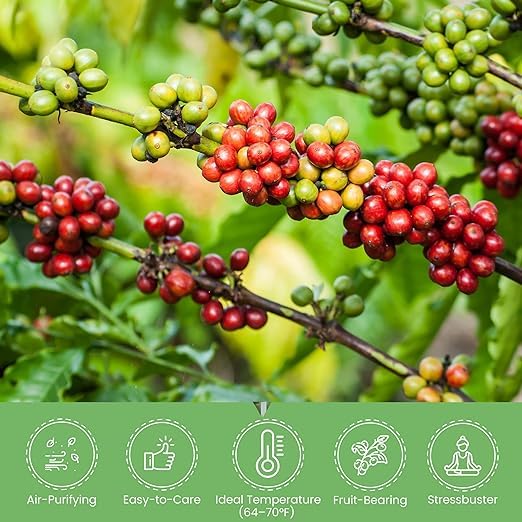 Arabica Coffee Plant thriving in bright indirect light from American Plant Exchange