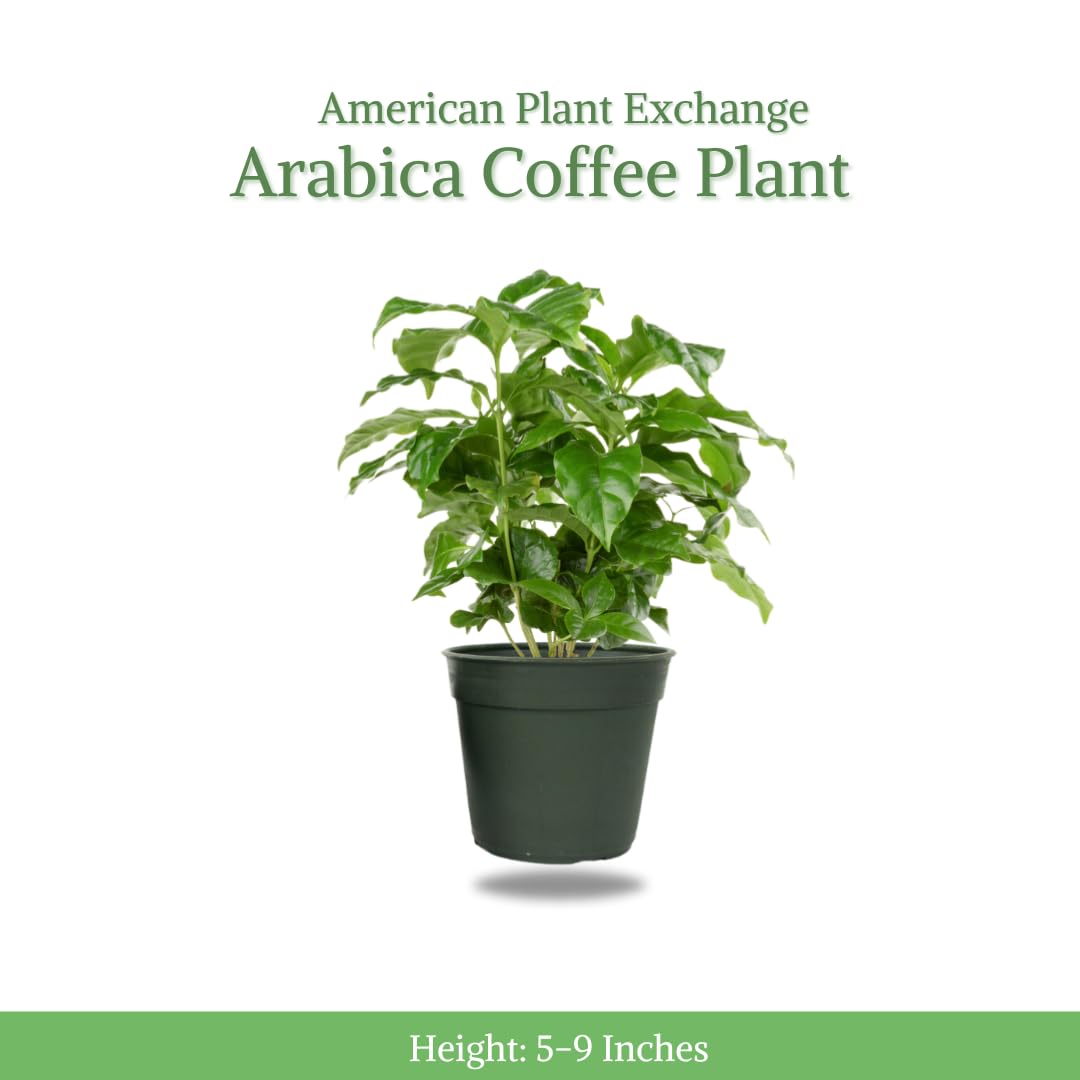 Arabica Coffee Plant with glossy leaves from American Plant Exchange for tropical vibe