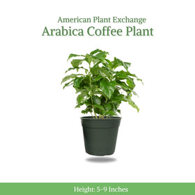 Arabica Coffee Plant with glossy leaves from American Plant Exchange for tropical vibe