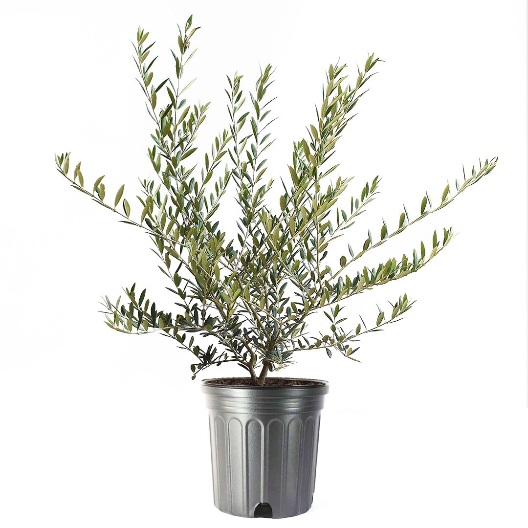 American Plant Exchange Arbequina olive tree with fruiting olives for home harvest.