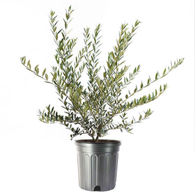 American Plant Exchange Arbequina olive tree with fruiting olives for home harvest.