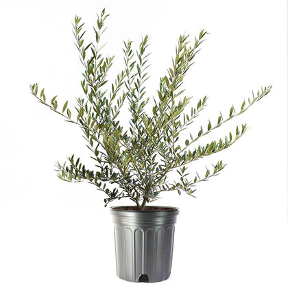 American Plant Exchange Arbequina olive tree with fruiting olives for home harvest.