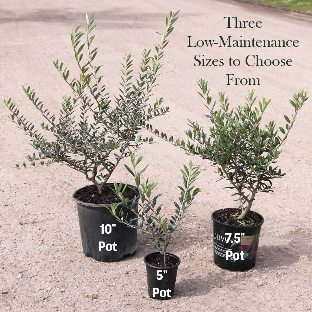 American Plant Exchange Arbequina in a 10-inch pot for versatile indoor or outdoor display.