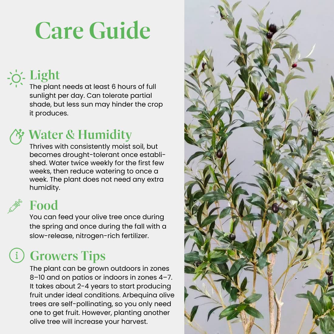 American Plant Exchange Arbequina olive tree with ornamental gnarled trunk for garden decor.