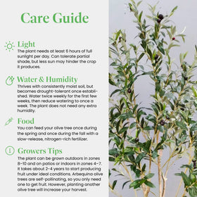 American Plant Exchange Arbequina olive tree with ornamental gnarled trunk for garden decor.