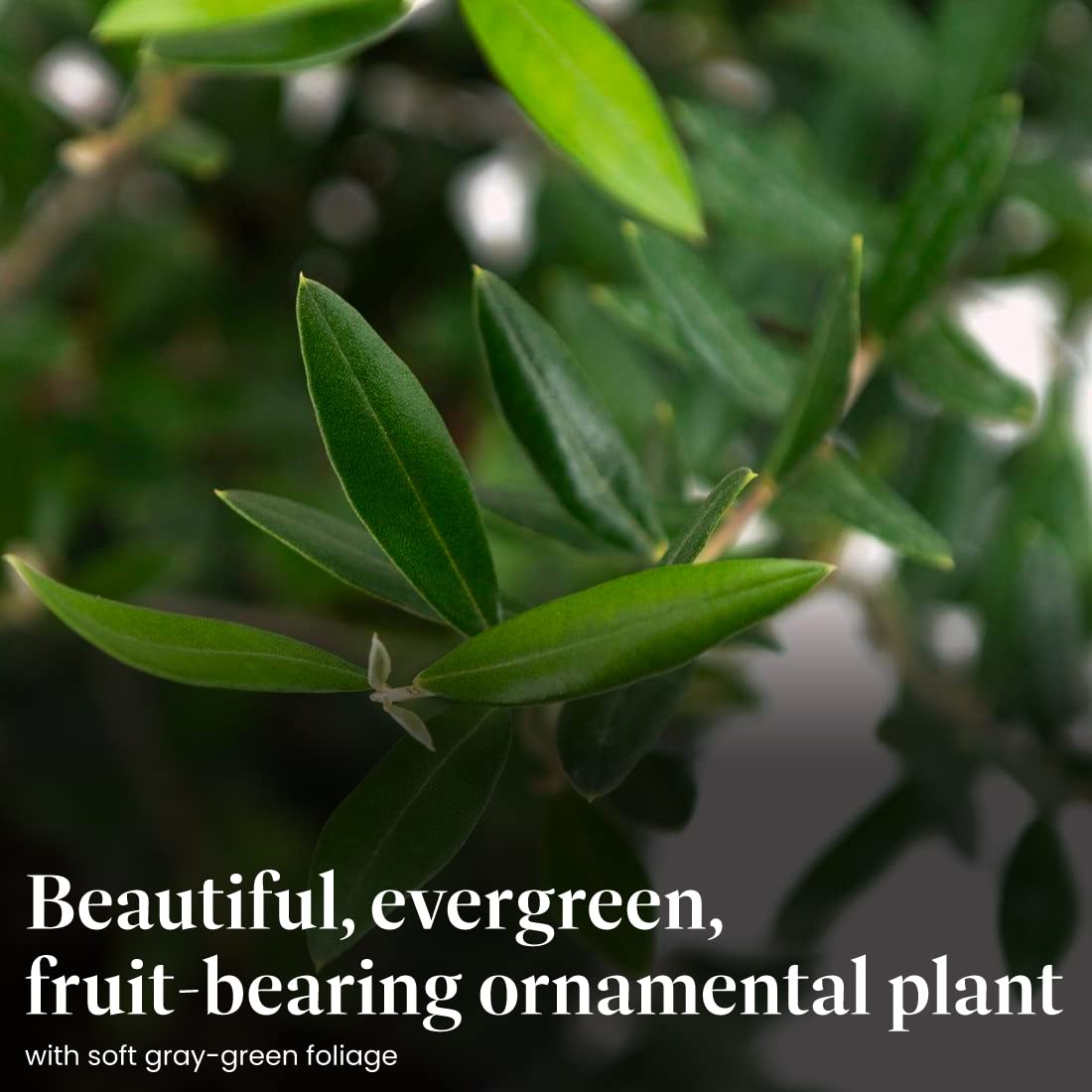 American Plant Exchange Arbequina olive tree with silvery-green leaves for Mediterranean appeal.