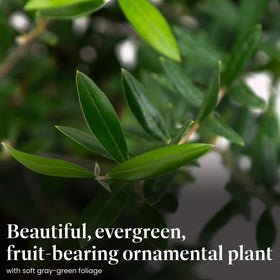 American Plant Exchange Arbequina olive tree with silvery-green leaves for Mediterranean appeal.