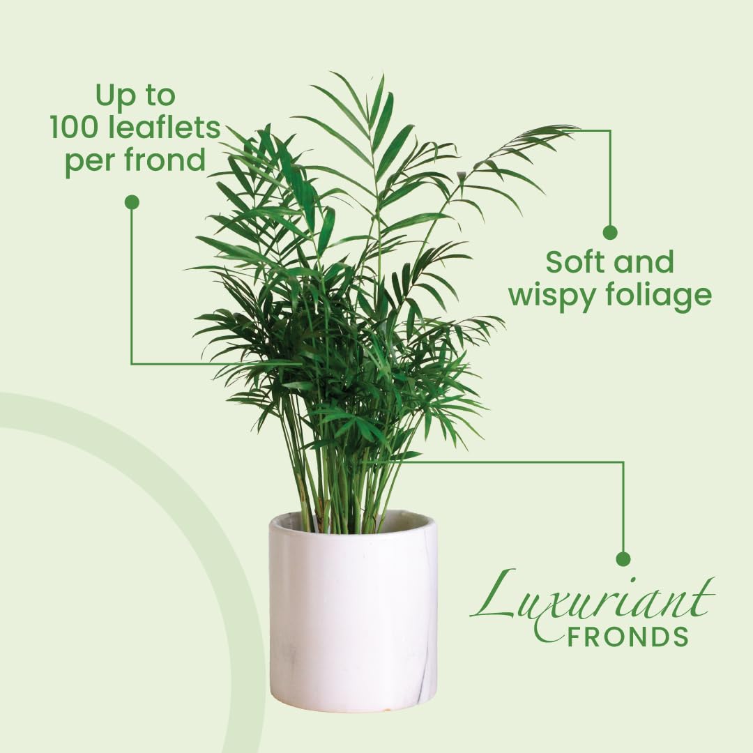 American Plant Exchange Areca Palm drought-tolerant variety thriving in low-water setups.