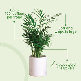 American Plant Exchange Areca Palm drought-tolerant variety thriving in low-water setups.