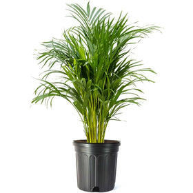 American Plant Exchange Areca Palm fronds close-up highlighting lush greenery and air-enhancing home ambiance.