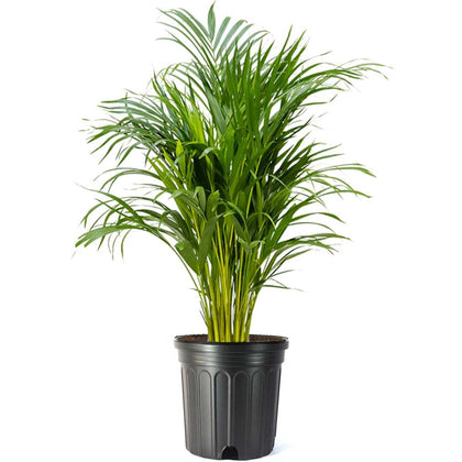 American Plant Exchange Areca Palm fronds close-up highlighting lush greenery and air-enhancing home ambiance.