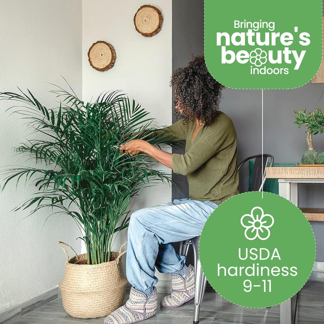 American Plant Exchange Areca Palm living room centerpiece with lush, feathery fronds.