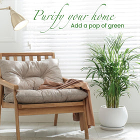 American Plant Exchange Areca Palm office decor with arching fronds for workspace serenity.