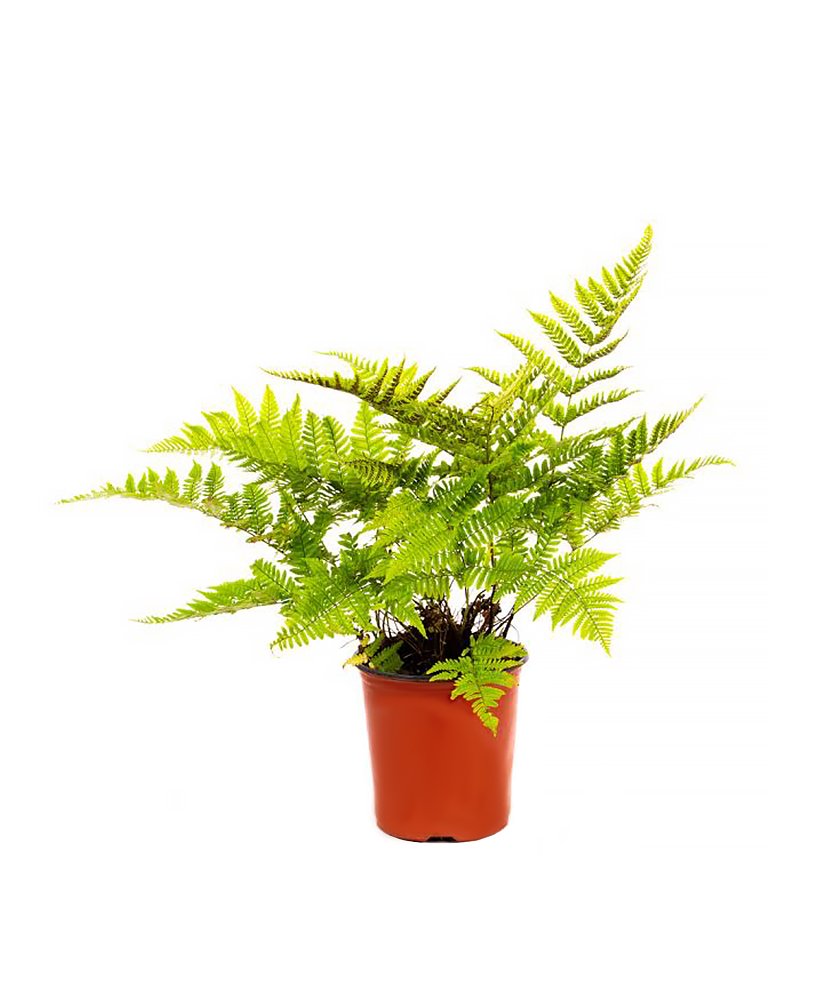 American Plant Exchange Autumn Fern coppery-red fronds add dramatic shade garden color.
